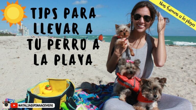 Playas dog-friendly: disfruta del verano en compañía de tu mejor amigo canino