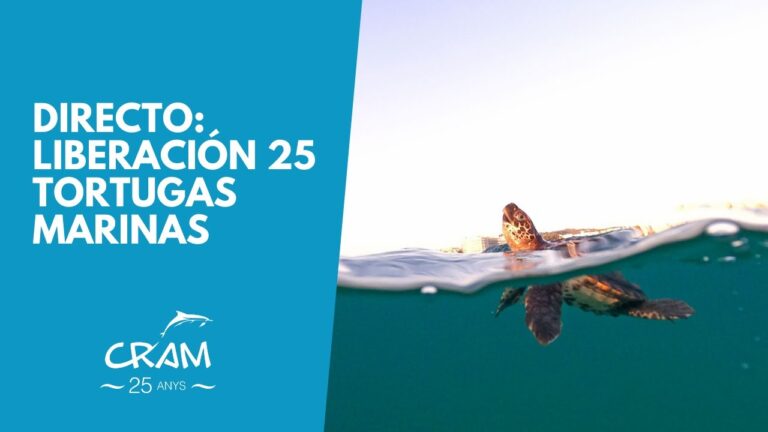 Descubriendo las playas urbanas de Tarragona: ¡Una experiencia única!