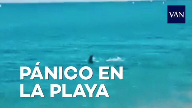 Avistamientos impactantes: Descubre la información sobre tiburones en Barcelona