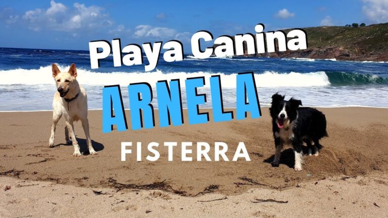 ¡Descubre las mejores playas para perros en Galicia y disfruta del paraíso canino!