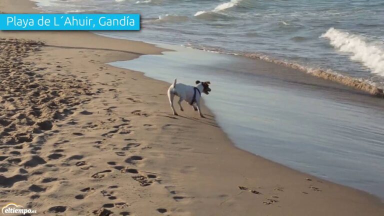Paraísos caninos: las playas para perros más top en la Costa Brava