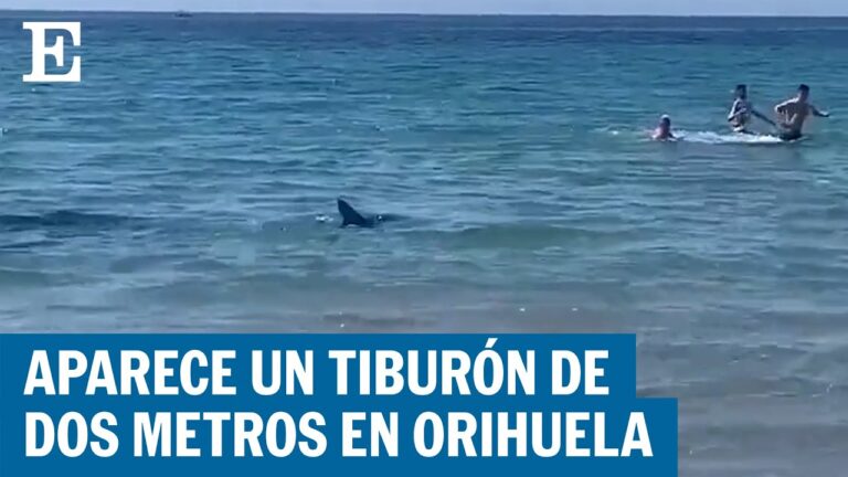 Descubre los tiburones que habitan en las playas de España, ¡información imprescindible!