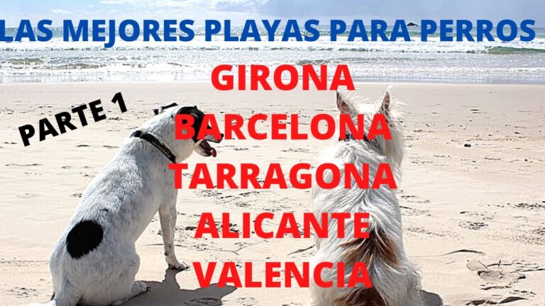 Descubre las playas dog-friendly de Alicante: &iexcl;Un para&iacute;so para tu mascota!
