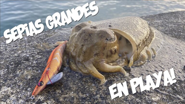 Descubre las playas de Bizkaia en vivo: cámaras en directo capturan el paraíso