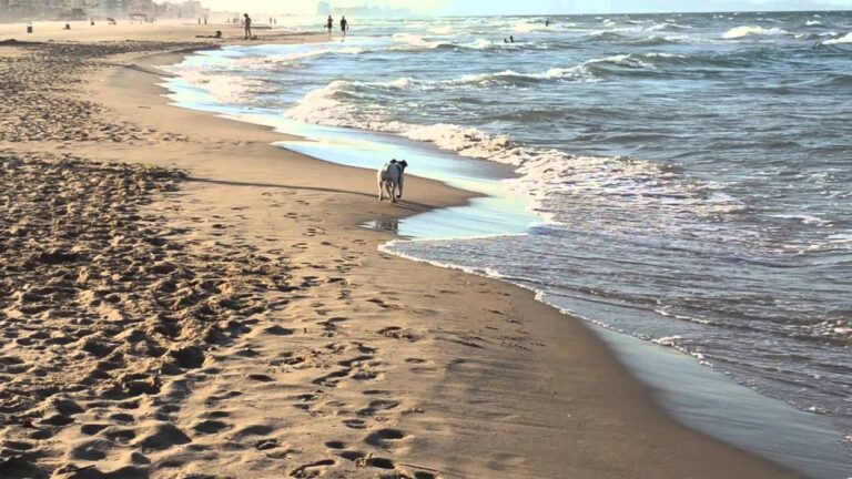 Descubre la mejor forma de disfrutar del mar en Gandía junto a tu perro