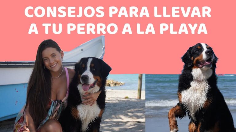 Playas para pasear a tu perro: disfruta del verano juntos