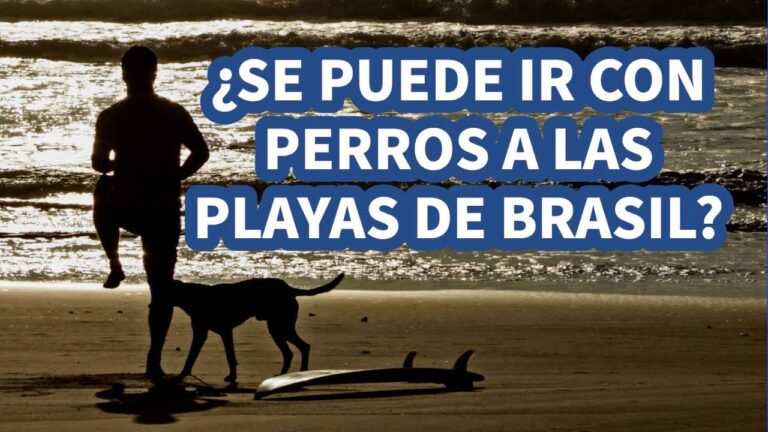 Descubre las mejores playas para perros: ¡diversión garantizada!