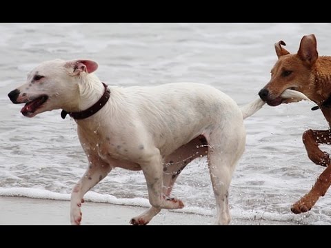 Descubre las playas dog-friendly de Almería en verano