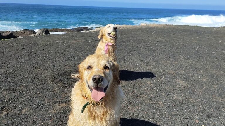 Descubre las mejores playas de Guía de Isora: el paraíso en Tenerife