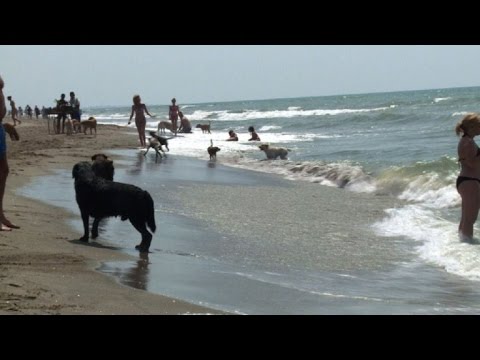 Playas perrunas: disfruta del verano con tu mejor amigo