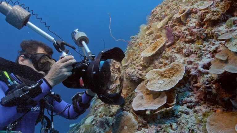 Descubre los secretos marinos al explorar las costas de Radazul