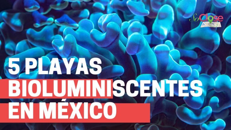 Descubre el destino mágico de las playas bioluminiscentes: ¡un espectáculo natural único!