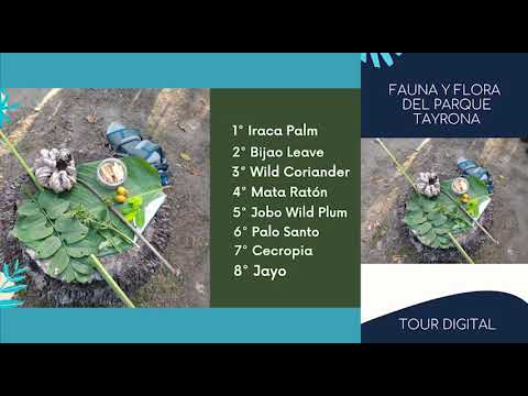 Descubre la fascinante vida marina del Parque Nacional Tayrona