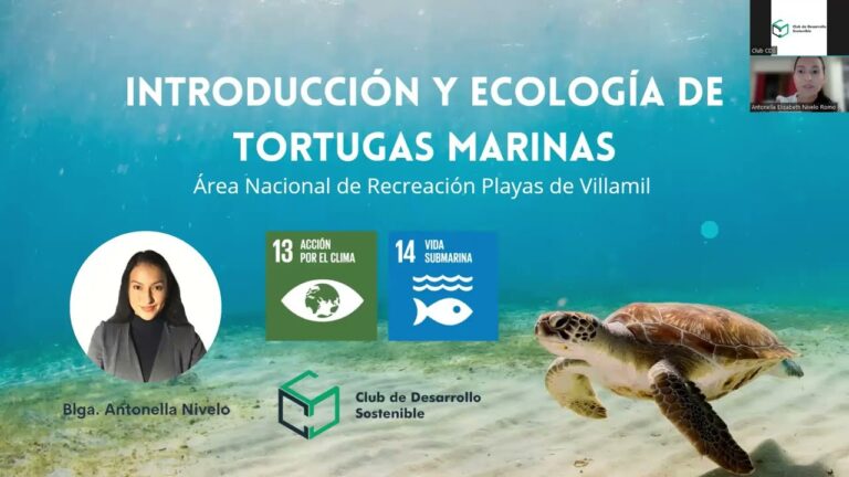 Explorando la diversidad de especies marinas en nuestras playas