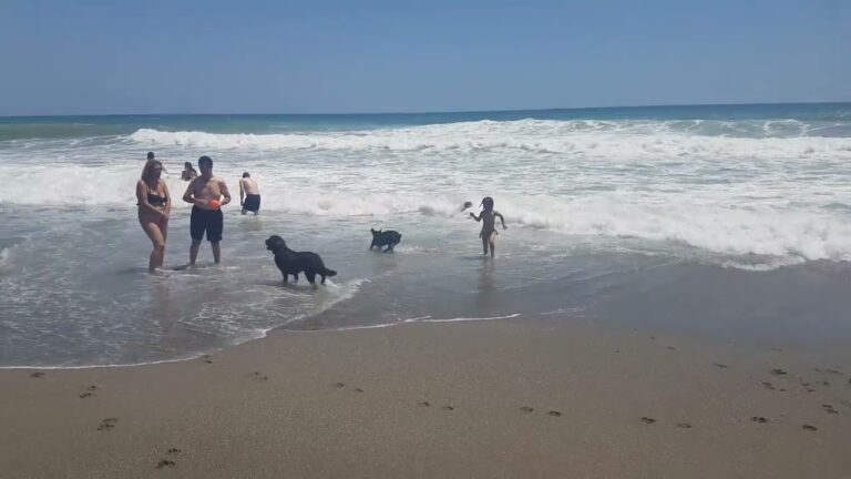 Descubre las mejores playas para perros en la costa malagueña
