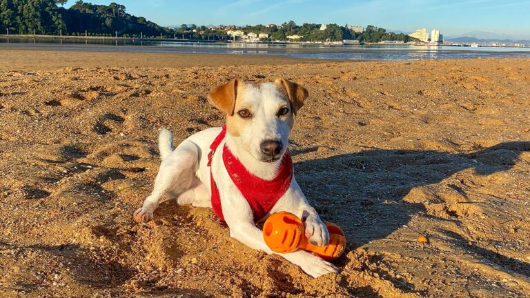 Paraísos caninos en Llanes: descubre los destinos playeros ideales para tu perro