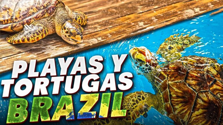 Descubre las playas m&aacute;s famosas para avistar tortugas marinas