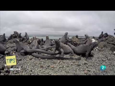 Descubre la mejor época para disfrutar las playas de Galápagos