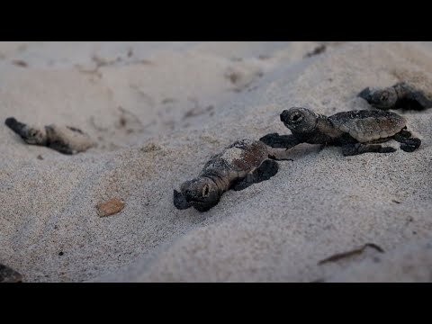 Descubre los secretos de las tortugas marinas y su hábitat en las playas